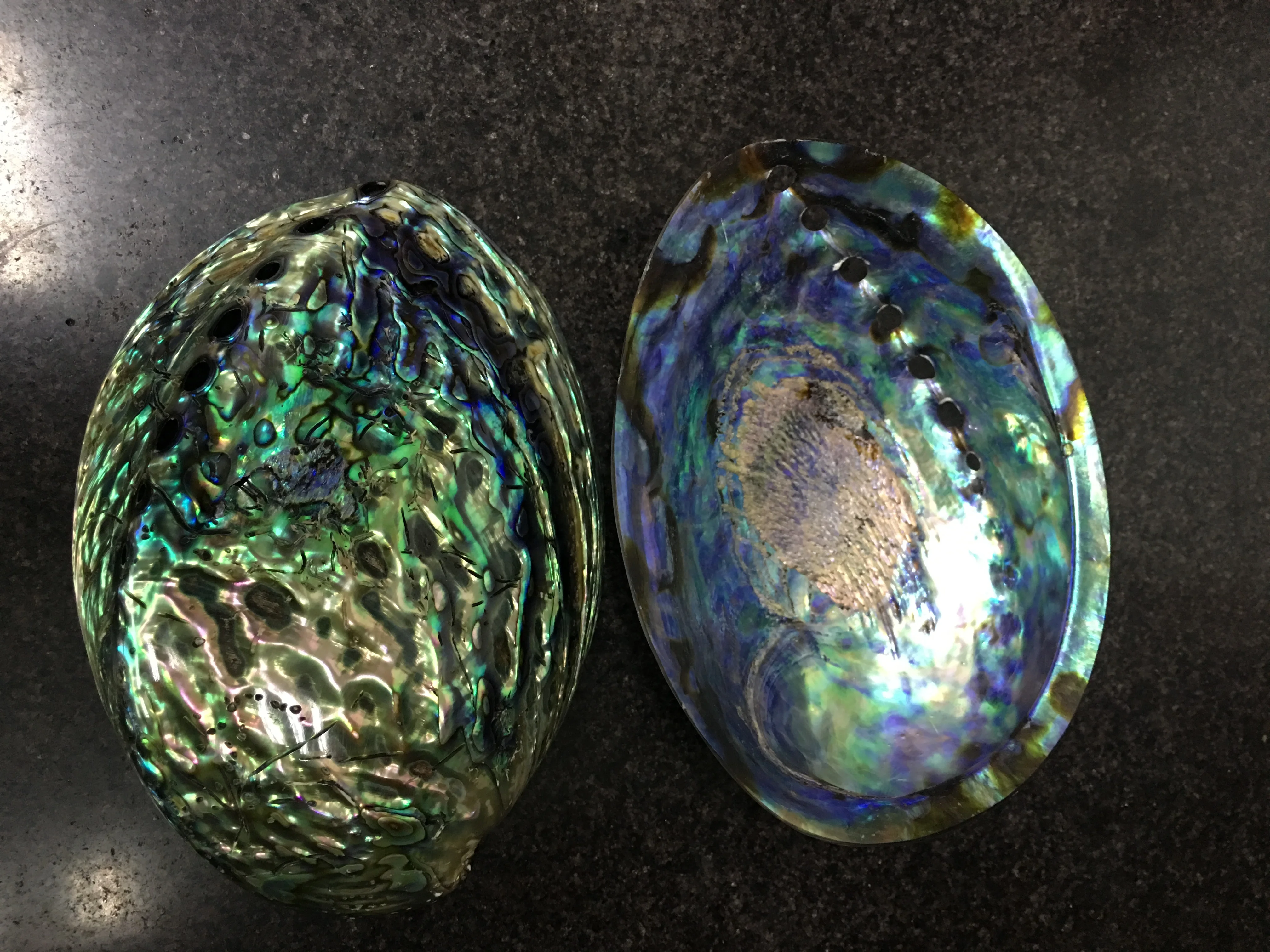 Factory Natural Sea Shell Polished Yellow Black Mother of Pearl Shell Abalone Shell