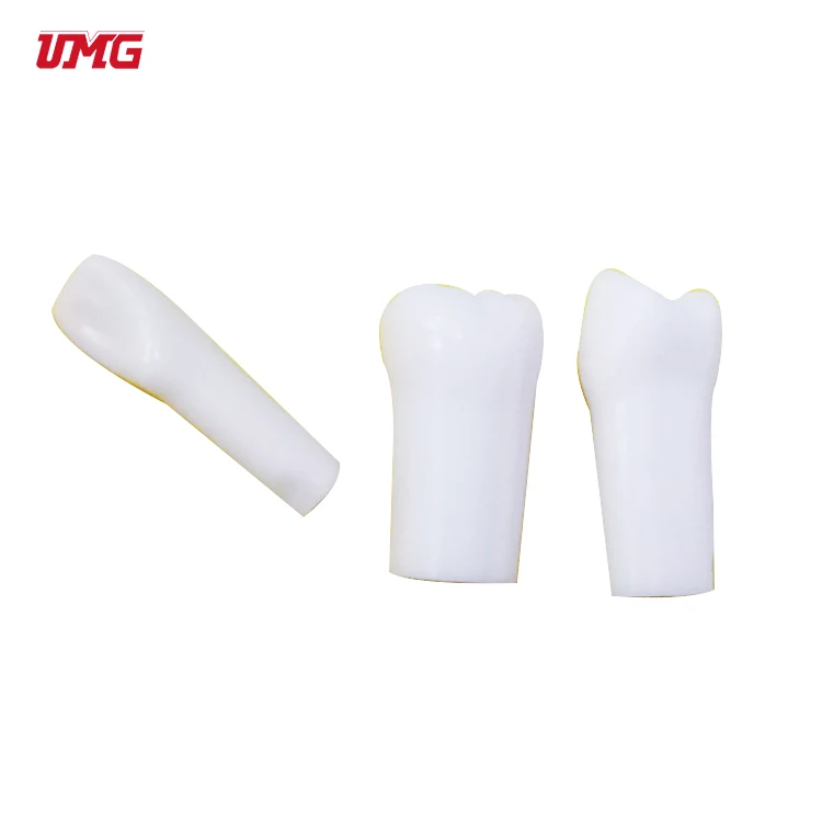 Typodont Dentaire Frasaco - Modèle Standard à 28 Dents Avec Gencive Souple - Neuf Pour Pratique Dentaire