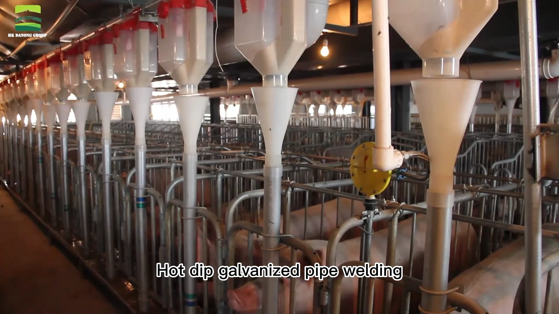 Great Farm Hot Dip Galvanized 10 Positions Pig Gestation Pen Sow ...