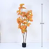 Yellow Ficus microcarpa 210cm