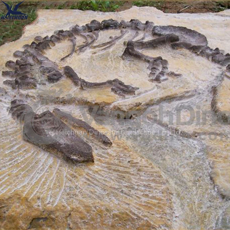 Haichuan Custom Life Size Fiberglass Dinosaur Fossil Wall Decoration Props for Museum Exhibition Dinosaur Skeleton Replica