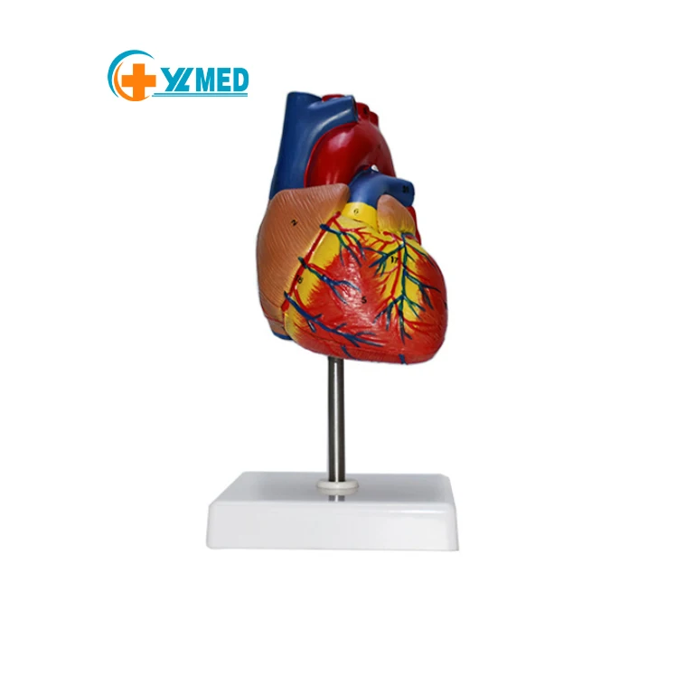 Большая Анатомия сердца модель человеческого Высококачественная тела медицинская научная
