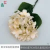Hortensia búlgara individual XQ Champagne
