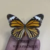 Tabby mariposa con alas