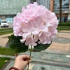 Hortensia#1