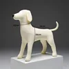 White CZ Labrador Retriever