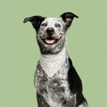 Flower Pattern Cotton Dog Bandana Fashionable Pet Apparel Accessories for Summer Winter and Spring