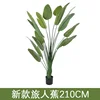 Travelers palm 210cm