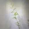 180cm bamboo