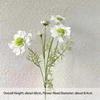 Scabiosa nº 2