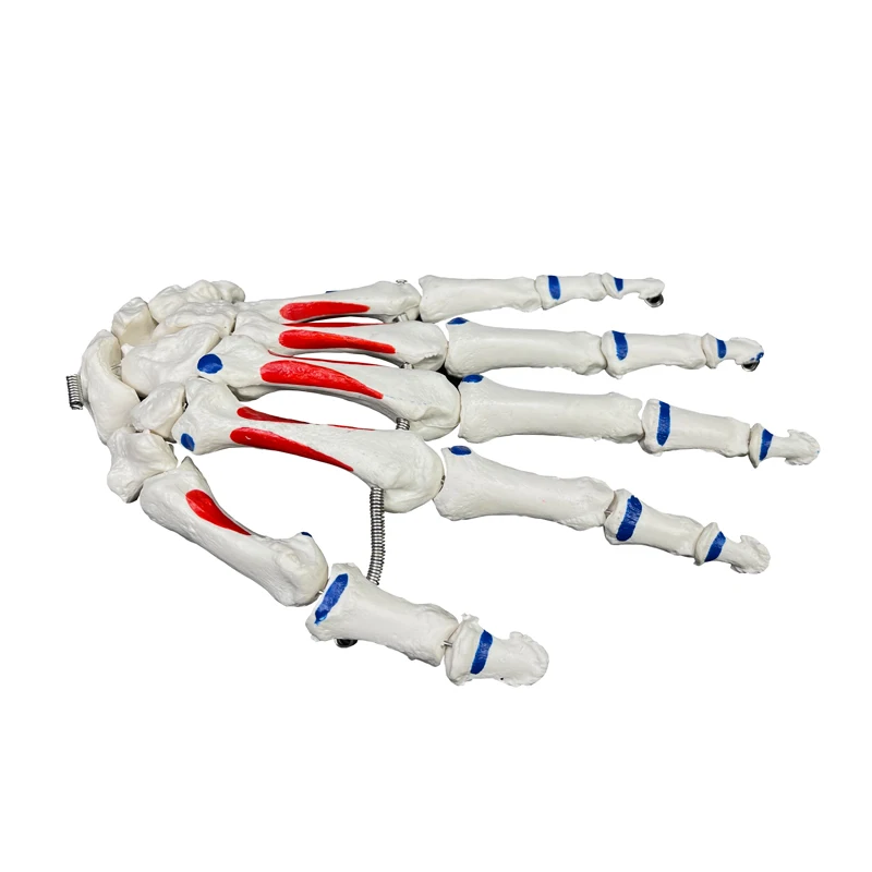 Human Anatomical Model Human Skeleton Model  Attached Muscle Starting and Ending Points Life Size Hand Joint Model