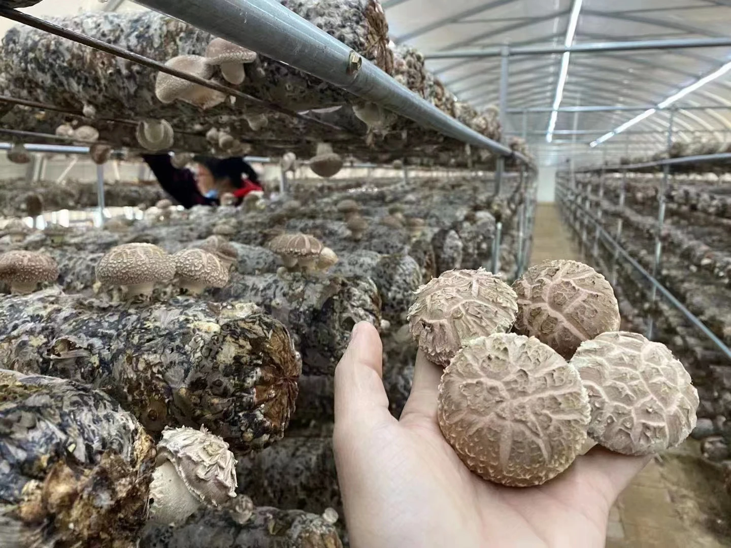 Detan Shiitake Spawn with High Temperature Sterilization Mushroom Farm