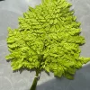 Verde chiaro
