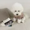 สีเทา