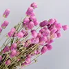 Pink purple
