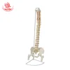 Natural large pure white discharge nerve spine