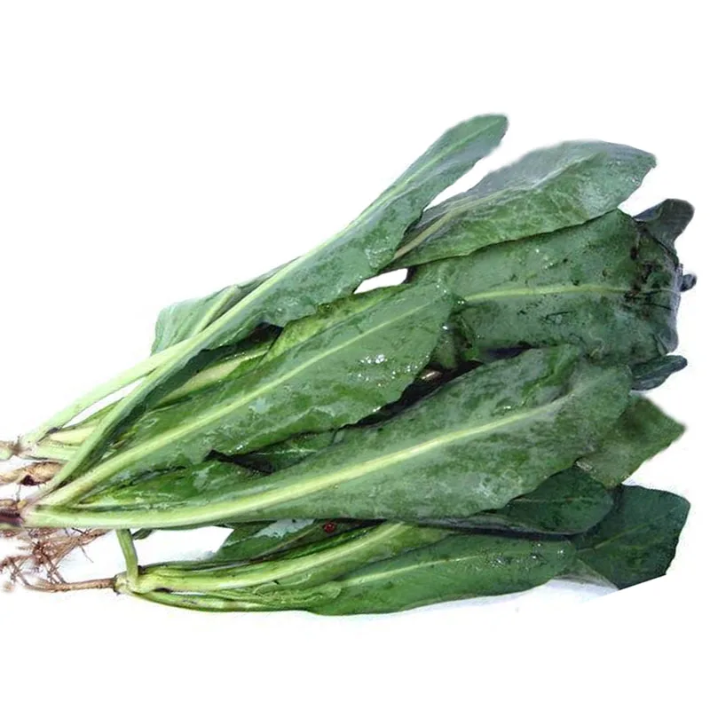 Indigowoad Root Radix Isatidis Isatis Tinctoria Extract Powder PE Indirubin Indigo Naturalis INDIRUBIN-3'-MONOXIME Indigo Red