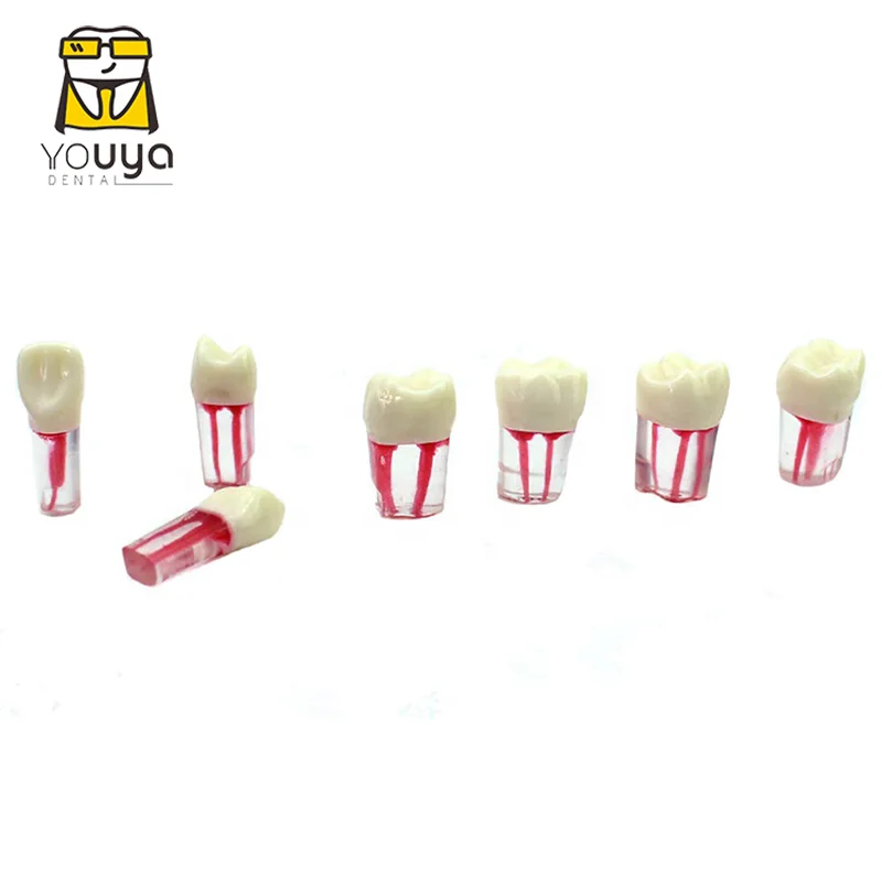 
 Стоматологический эндододонтический обучающий учебный модель корневого канала, модель зубного канала  