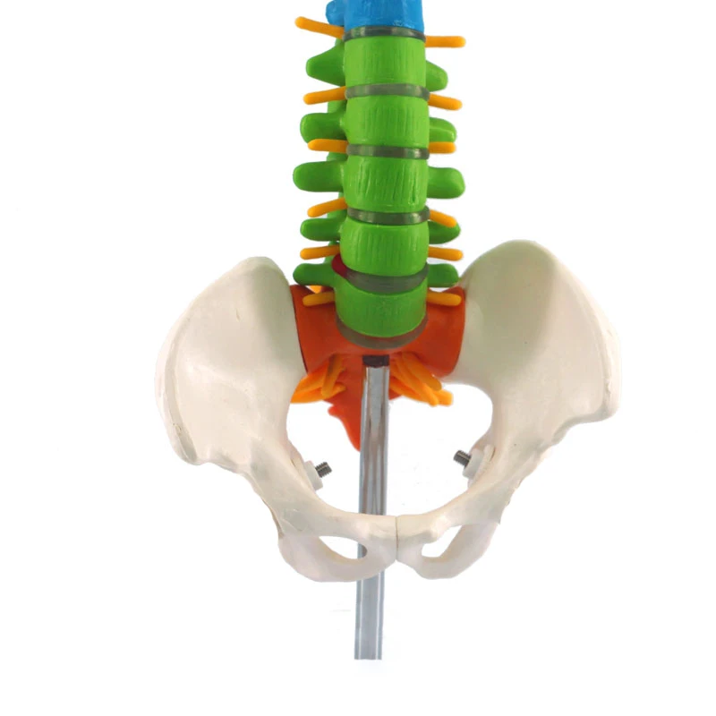 Education Life Size Pvc Simulation 80cm Human Spine Model
