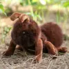 Ant-27 cm-dark brown