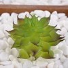 Loto octogonal verde