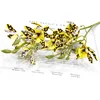 5 spotted yellow