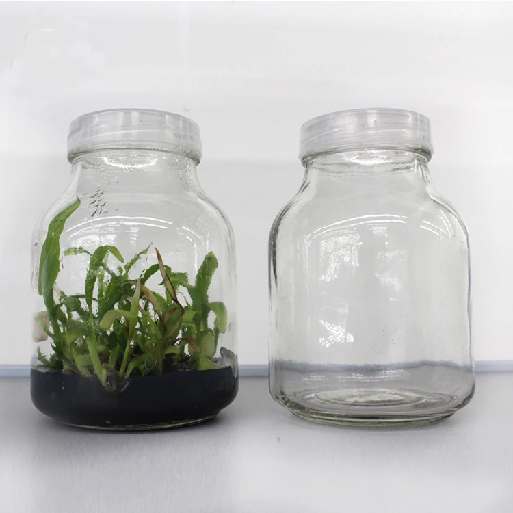 Wholesale 650ml Glass Jar Tissue Cultured Orchid Plants Anthuriums