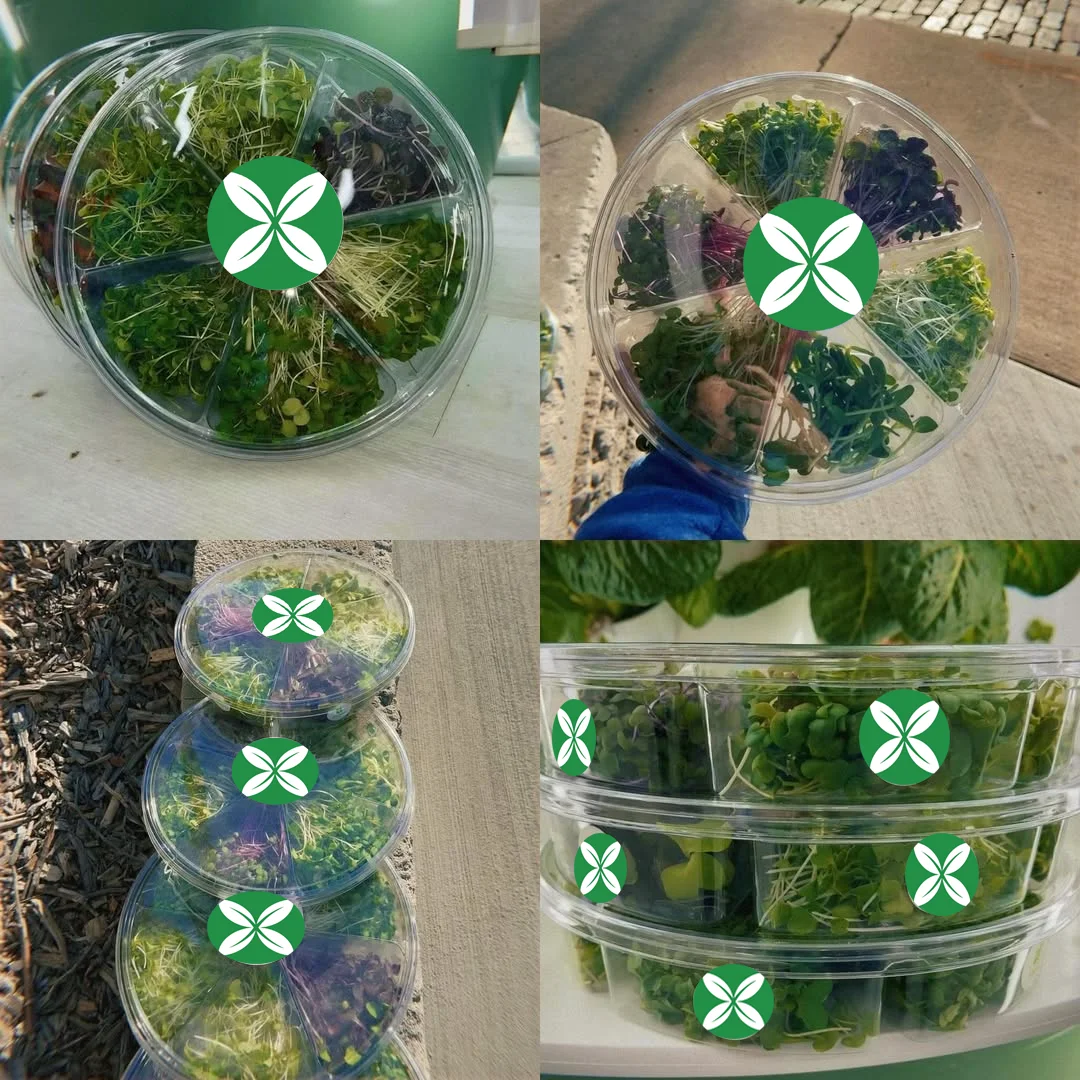 Microgreen Containers 16 Oz Plastic Food Storage Containers With Flat Lids Small Clear Hinged ...