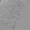 MS472
