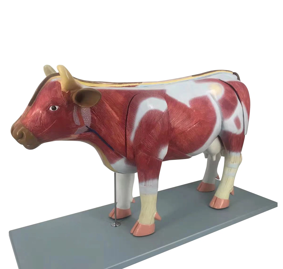 Cow model. Cow model