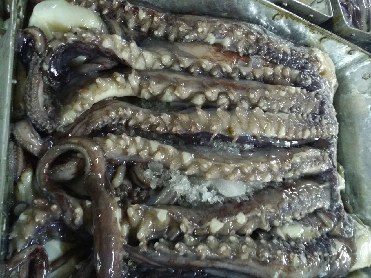 X6625 Frozen Giant Squid Head Manufacturer High Quality Wholesale Tentacles 1kg+