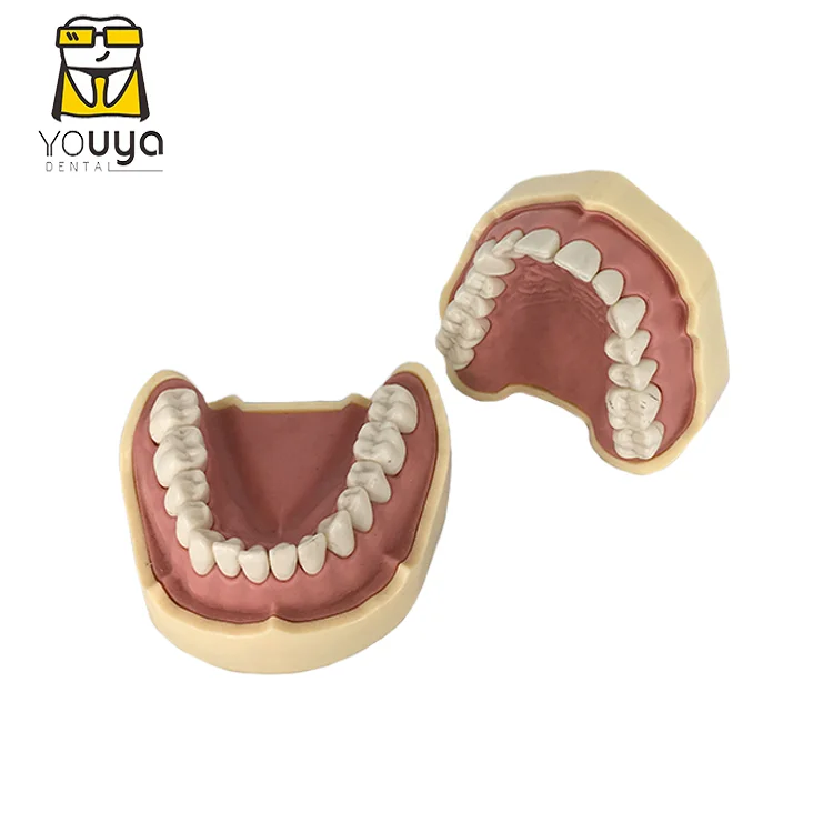 Немецкий съемный зуб FRASACO, модель 28 зубьев, сменная модель для практики