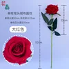 Rosa de terciopelo clásica L, rojo brillante