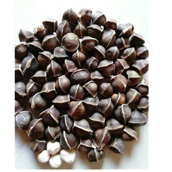 High Quality And High Quality Moringa Seeds Supply Of Premium Moringa Seeds For Chinese Medicinal Materials Buy Moringa Seed Oil Seeds Moringa Moringa Oil Seeds Moringa Seeds Prices Moringa Seeds Oil Press Machine