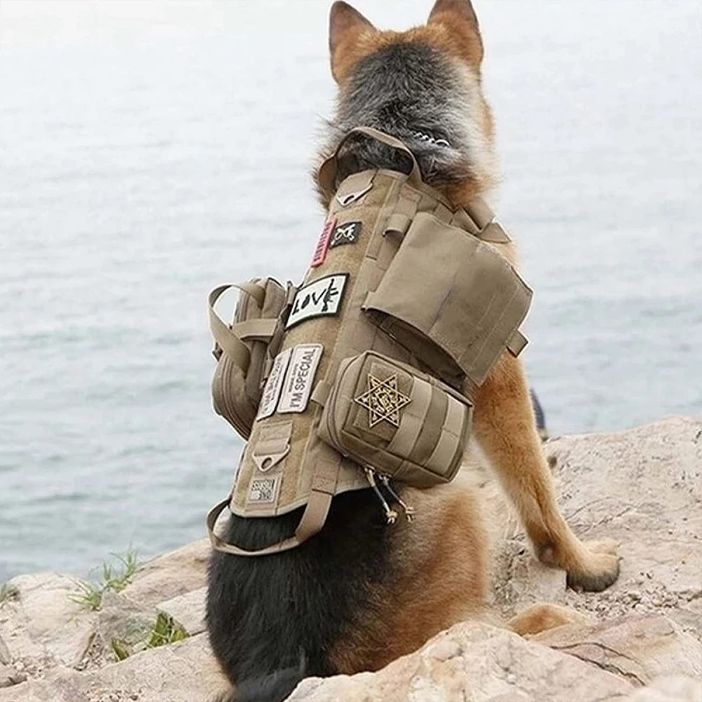 german shepherd in training vest for dogs