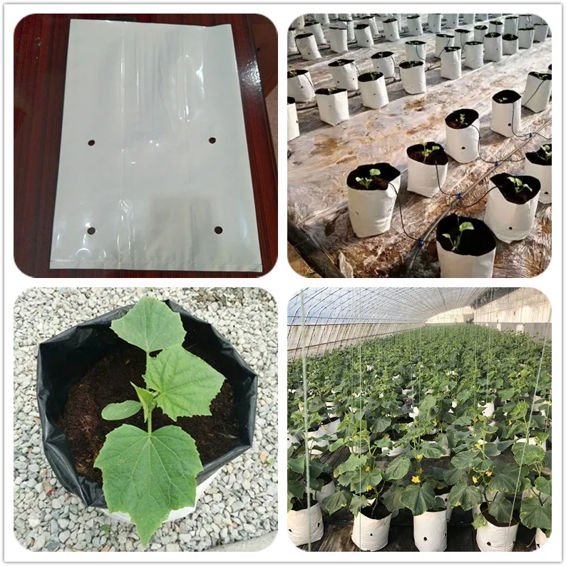 Plastic Grow Bags For Plants,Blackandwhite Pe Material For Potting Up Seedlings And Rooting