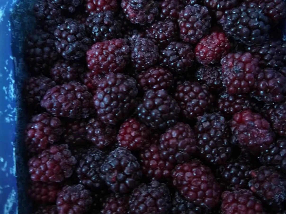 Freeze Dried Blackberry Wholesale | Bulk Blackberry Supplier H8c67815bb02c40efabebd61a86e756d7M