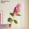 Pointed-head hydrangea red