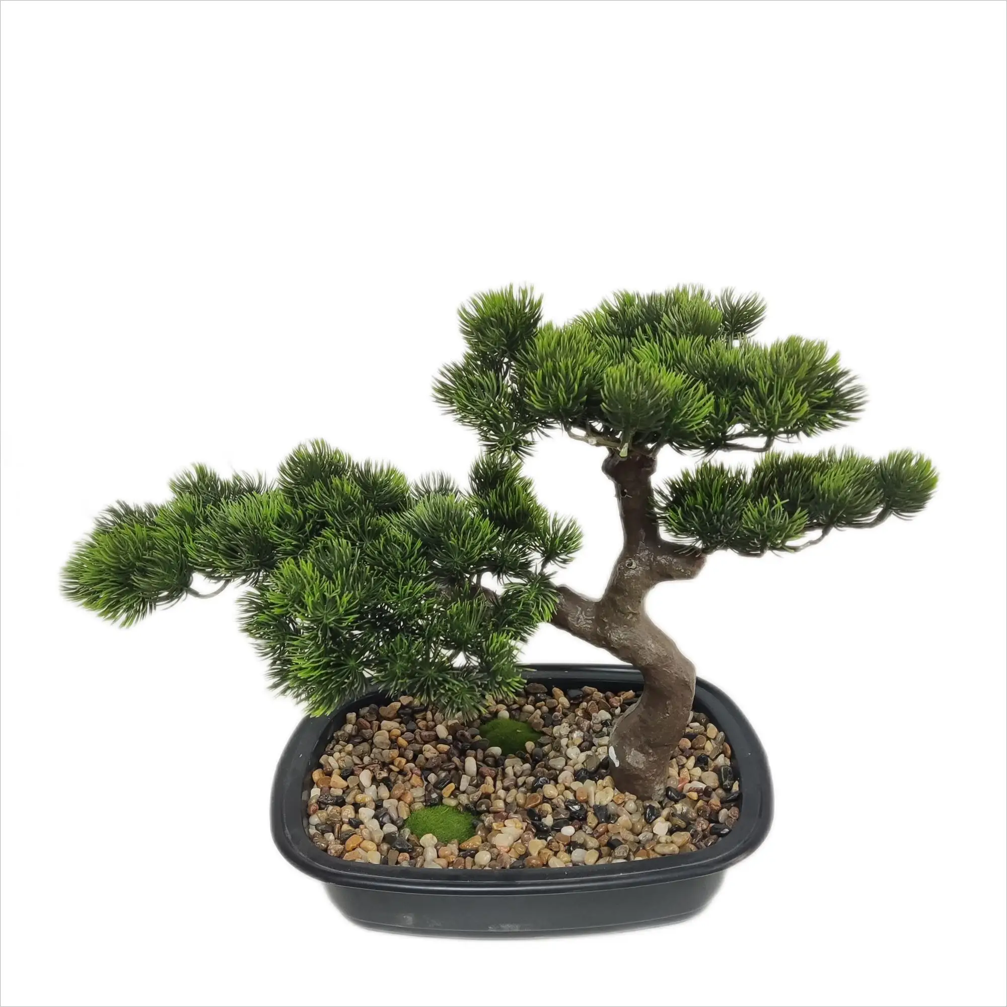 bonsai chinese juniper Chinese Juniper Bonsai Tree – Bella Bonsai Nursery main image 0