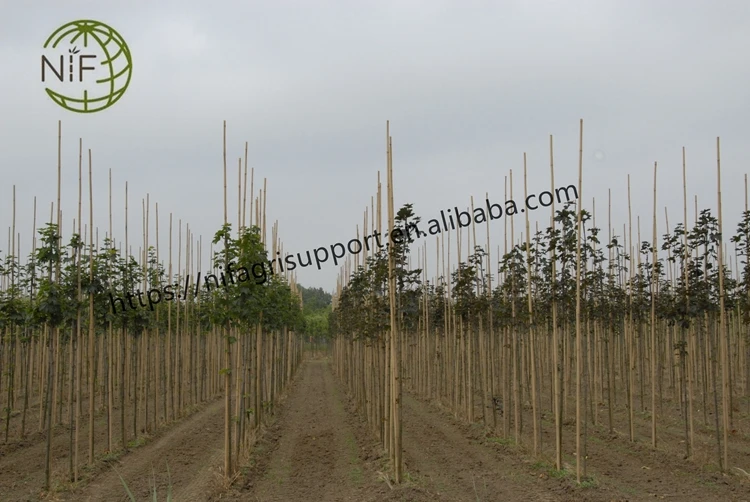 Бамбуковые редкие материалы бамбуковые стойки для поддержки