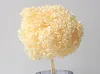 Yellow champagen