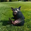 Black pig1