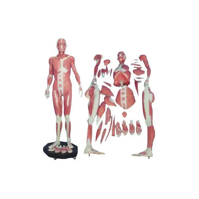 50103.16 Human Torso