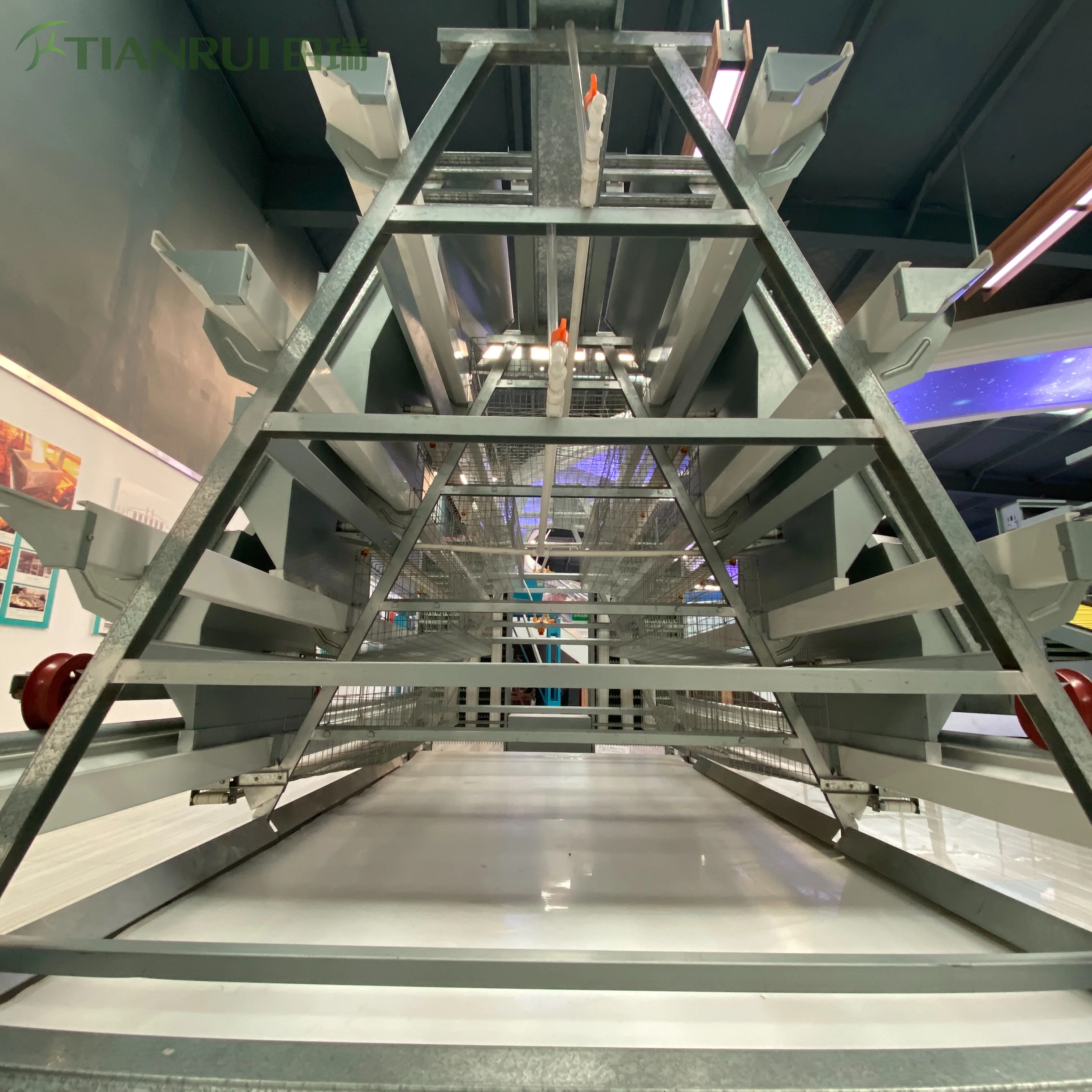 Machinery Layer Cages Systems of Chicken Cage House With Automatic Egg Collection