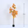 Yellow Ficus microcarpa, 150cm