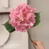 Hortensia de verano sin fin