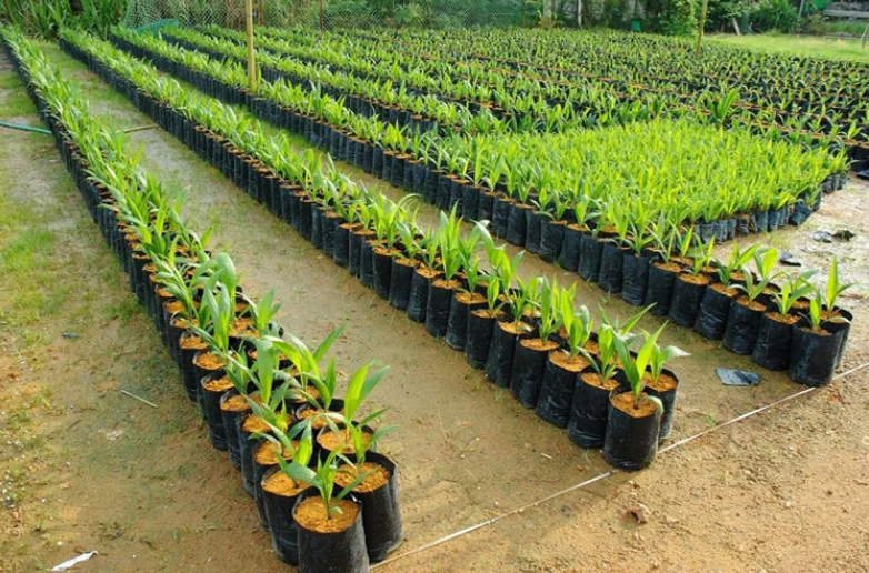 Plastic Nursery Tree Pots,Deep Tree Planter Pot Buy Tree Pots,Black Plastic Nursery Pots