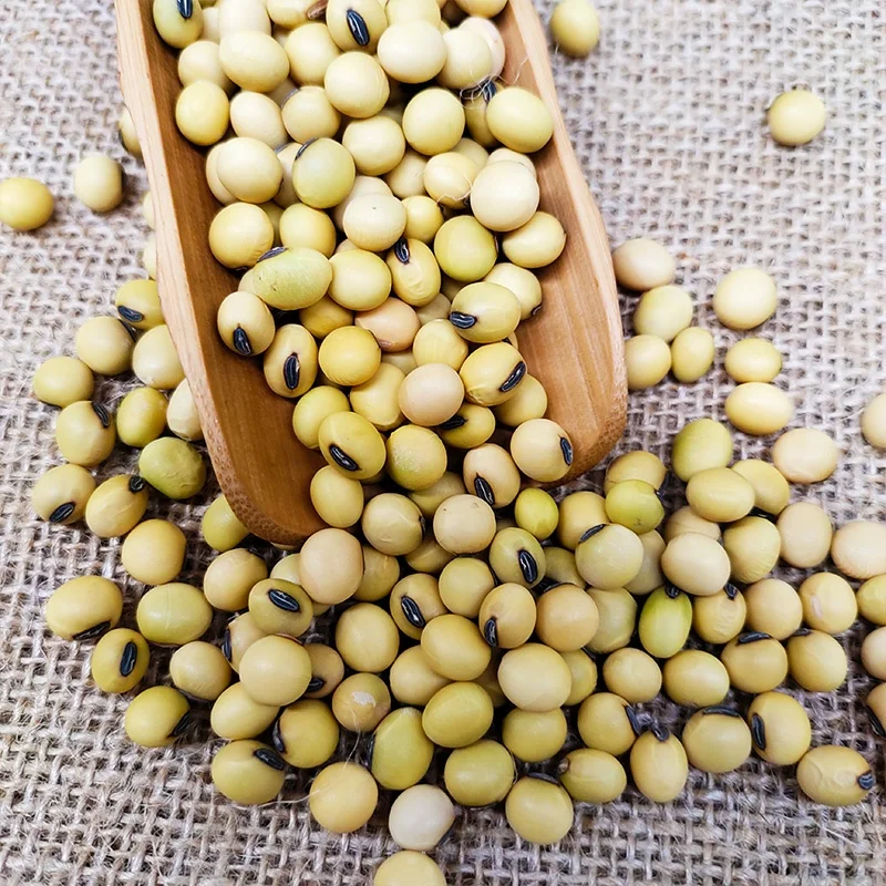 Semillas de soja seca, granos de soja no Gmo, bolsa de 50kg para  germinación y grado alimenticio, superventas