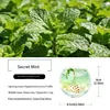 Secret Mint