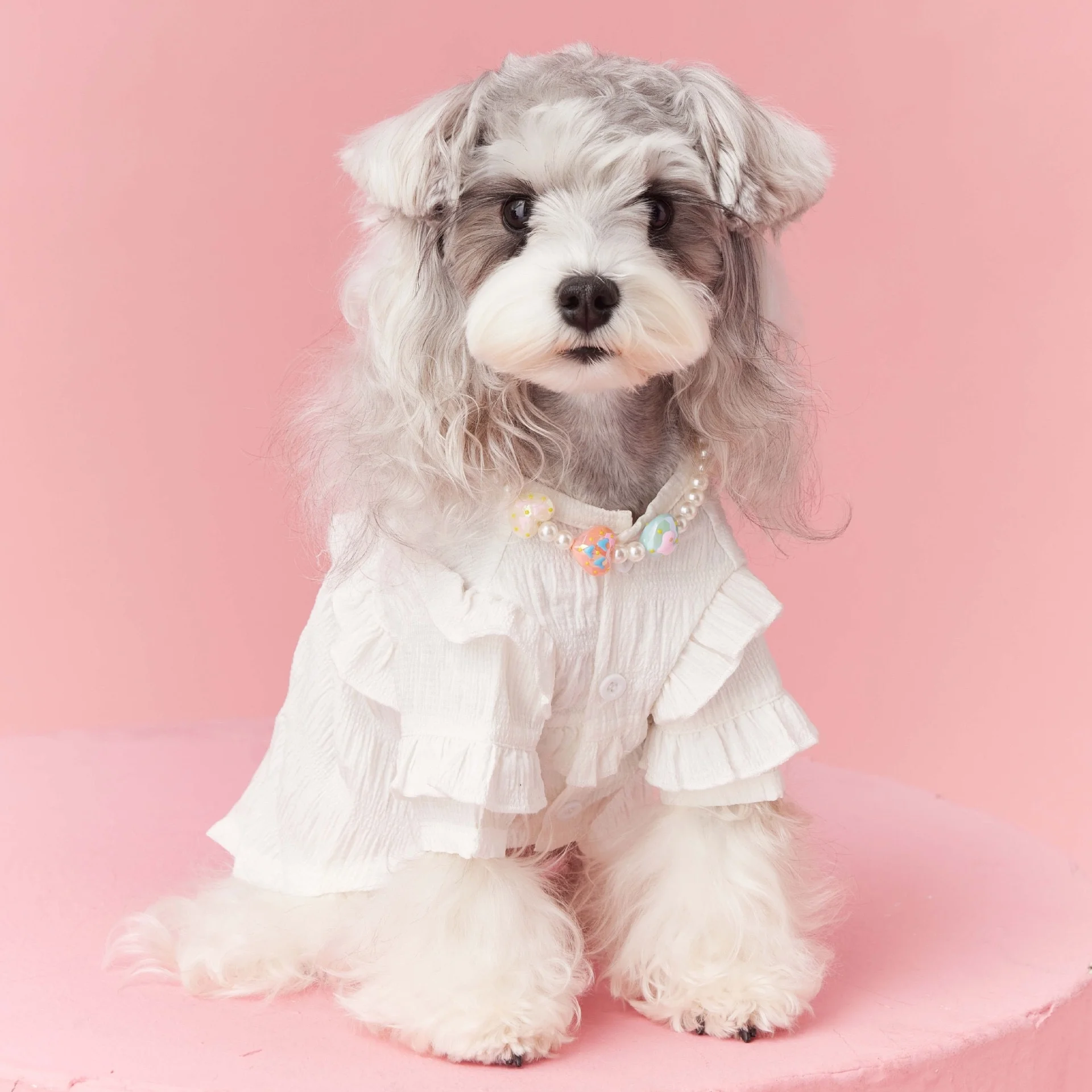Shop High Quality Pet Apparel - Cute Solid Color Lace White
